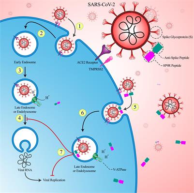 Developing Cytokine Storm-Sensitive Therapeutic Strategy in COVID-19 Using 8P9R Chimeric Peptide and Soluble ACE2